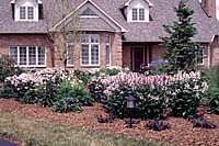 In June, masses of Husker Red penstemon, Shasta daisies and Siberian irises hide the fading foliage of the spring-flowering bulbs.