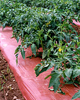 Plastic, newsprint or oat straw mulch can reduce the number of spores that splash onto the lower leaves of tomato transplants.