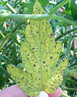 Septoria leaf spot of tomato is characterized by small, dark spots with light-colred centers.