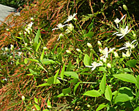 One of our sweet autumn clematis makes itself at home on the Japanese maple tree next to the pond in our back yard.