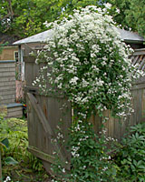 Sweet autumn clematis vines are completely covered with small, four-petalled blooms through much of the month of September.