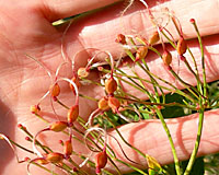 Sweet autumn clematis sets a lot of seed, but doesn't seem to escape cultivation this far north.