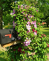 June-blooming clematis and mailboxes go together like bread and butter!