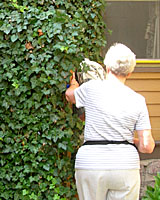 English ivy completely covers the secret entrance to this Buffalo garden!