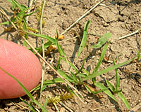 These crabgrass seedlings are about two weeks old during the third week in May.