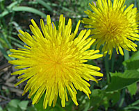 Dandelions may have met their match in the form of maple leaves!