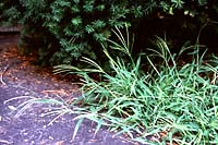The finger-like seedheads of crabgrass are a very good identification feature of crabgrass and are quite common along driveways and other hot, dry, sunny locations in late summer. Conversely, crabgrass is rarely a problem in shady lawns.