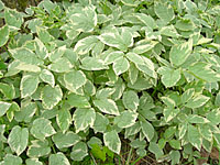 Many people simply can't resist the variegated form of goutweed.