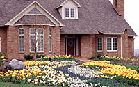 Thousands of daffodils, grape hyacinth, tulips and striped squill create a "river" of color leading to the front door of this Town of Manlius residence.