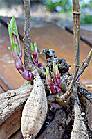 Sprouting dahlia tubers that are potted up and set outside on nice days in April often bloom a month earlier than those planted directly into the garden in May.