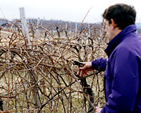 Stretches of mild weather in February offers an opportunity to finish pruning grapevines, fruit trees and raspberry patches.