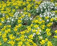 It's not too unusual for snowdrops and winter aconites to be blooming by the end of February.