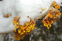 The `Jelena' witchhazel in our backyard is often in bloom by the end of January. When it gets bitter cold, the spider-like petals curl up.