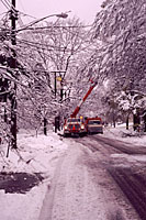 Early season snowstorms are often hard on trees and shrubs as the wet snow sticks to leaves that have not yet dropped.
