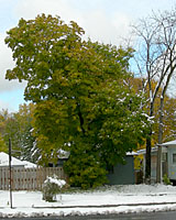 Most Norway maples were still in full leaf when the first measurable snow of the year fell on November 16th.