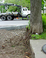 Infrastructure work takes a toll on street trees over the course of their lifetime!