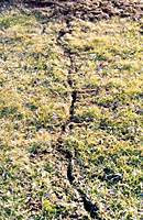 Revealed as the snow melts, snake-like trails are actually runways created by meadow voles.