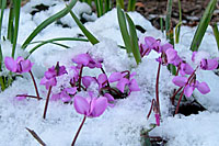 On April 10th of 2007, the coum cyclamen along our driveway were blooming through a light dusting of snow.