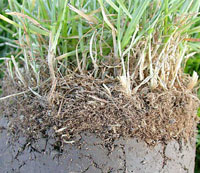 In this lawn the soil is so compacted that the roots of the lawn are growing on top of the soil!