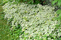 Variegated goutweed is among the most difficult of all weeds to control in Central New York landscapes.